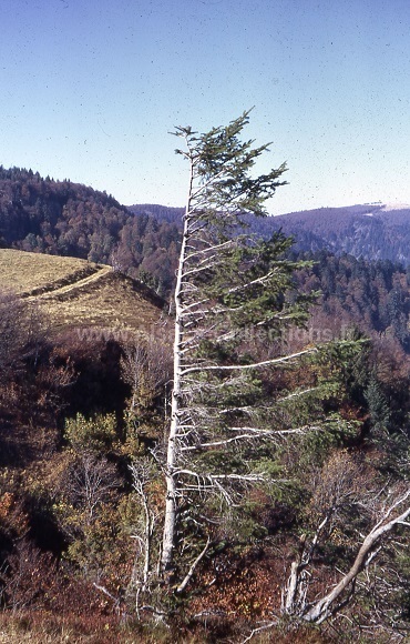 Jean Jacques Helwig 02c.jpg
